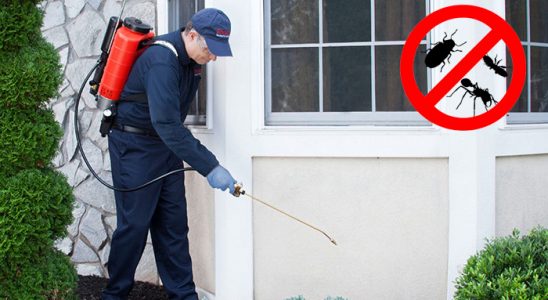 Çaybaşı Uçan Haşere İlaçlama böcek ilaçlama ve haşere kontrolü — ilaclama-tr.com
